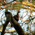 Duck In A Tree