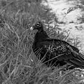 Greyscale Vulture 