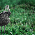 Ibis Bathing