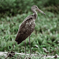 Ibis Profile