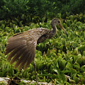 Ibis Wings