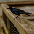 Iridescent
